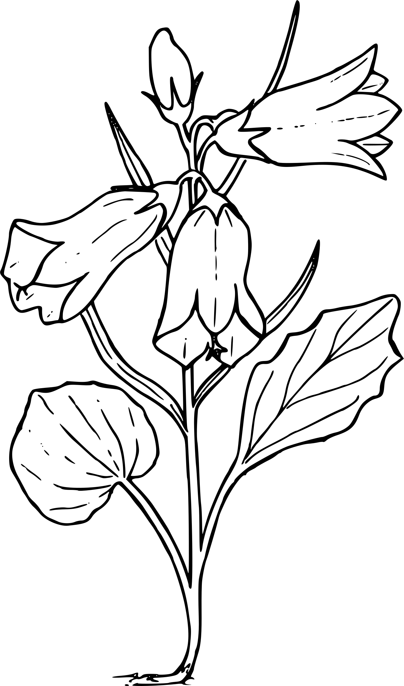 Bellflower Transparent PNG Image