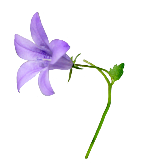Bellflower Transparent PNG Image