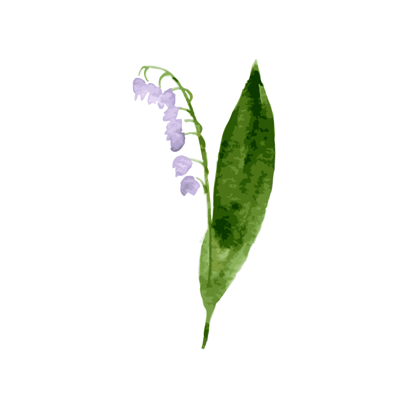 Bellflower Transparent PNG Image