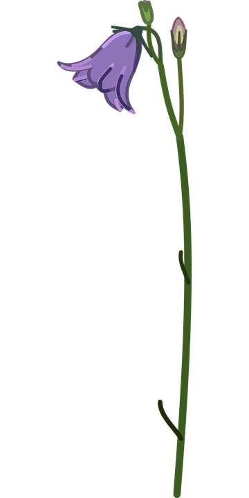 Bellflower Transparent PNG Image
