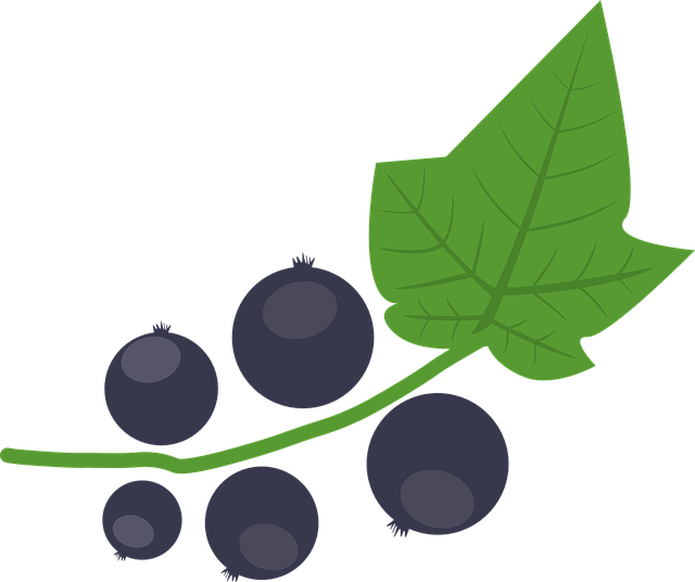 Currant Vector Black Berries Transparent PNG Image
