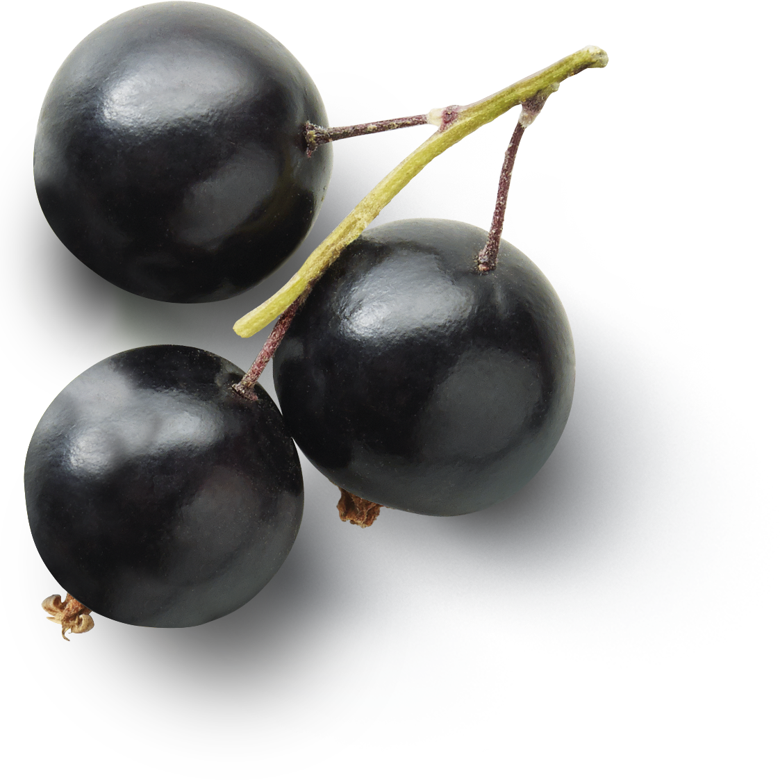 Currant Berries Black Fruit Transparent PNG Image