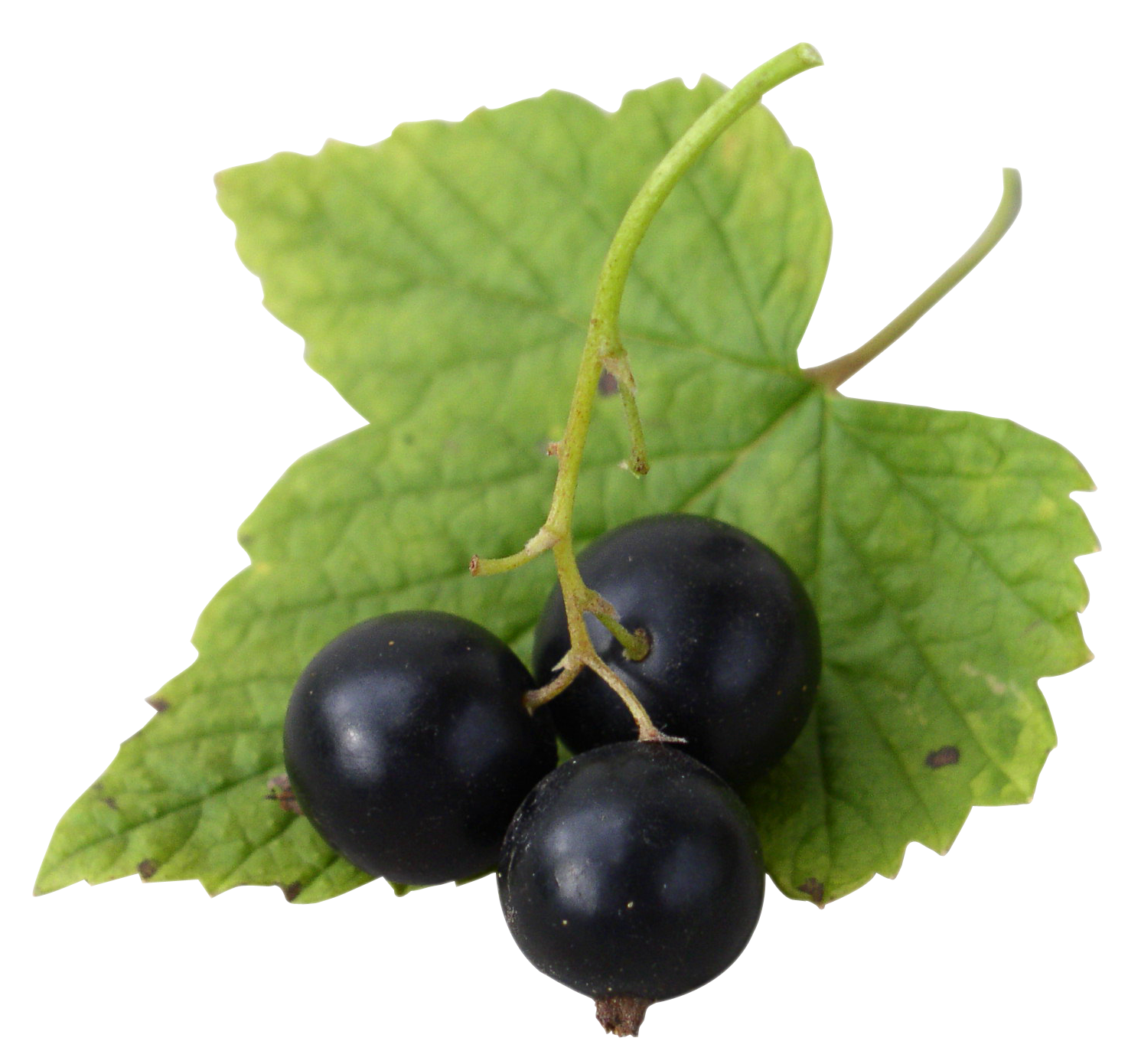 Currant Leaves Berries Black Transparent PNG Image