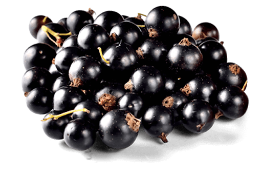 Currant Berries Black Transparent PNG Image