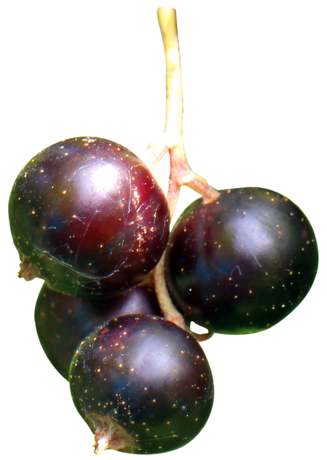 Fresh Currant Berries Black Transparent PNG Image