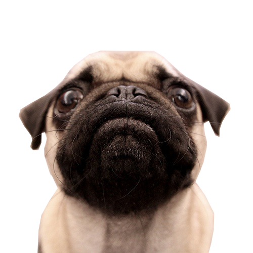 Pug Costumes Pugs Birthday In Cake Happy Transparent PNG Image
