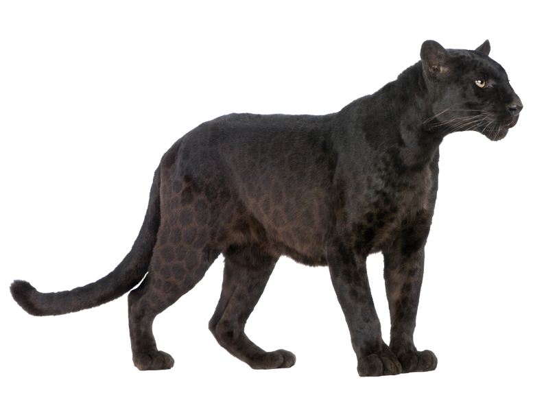 Jaguar Panther Royalty- Cougar Black Cheetah Transparent PNG Image
