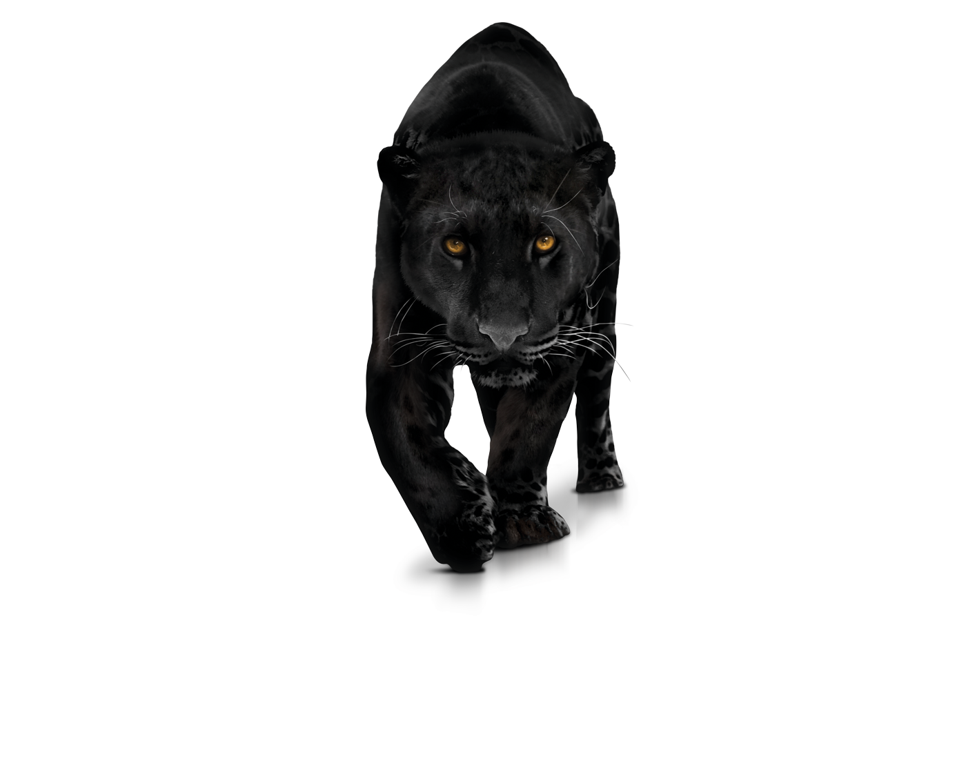 Leopard Black Panther Transparent PNG Image