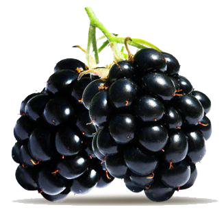 Blackberry Fruit Transparent PNG Image