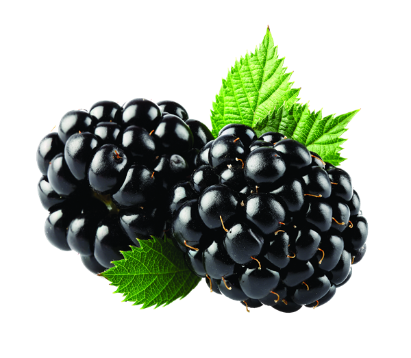 Blackberry Fruit Transparent PNG Image