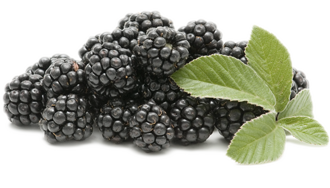 Blackberry Fruit Transparent PNG Image