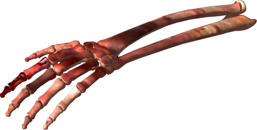 Bone Transparent PNG Image