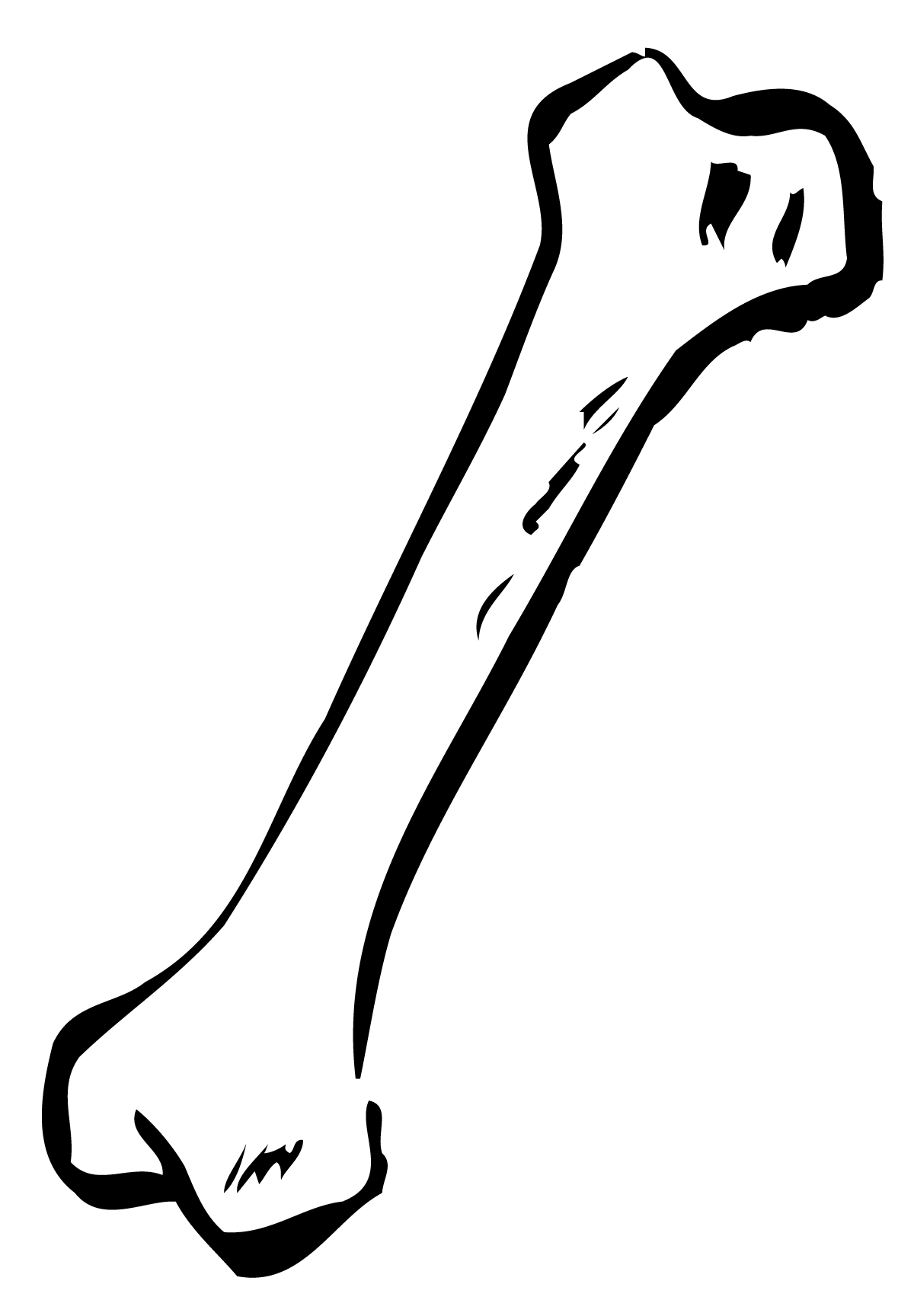 Bone Transparent PNG Image