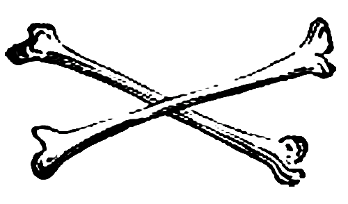 Bones Transparent PNG Image