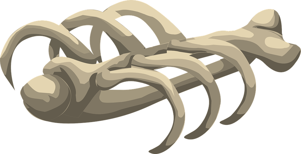 Bones Transparent PNG Image