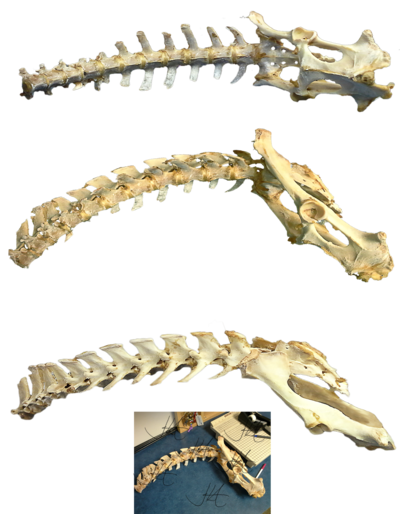 Bones Transparent PNG Image