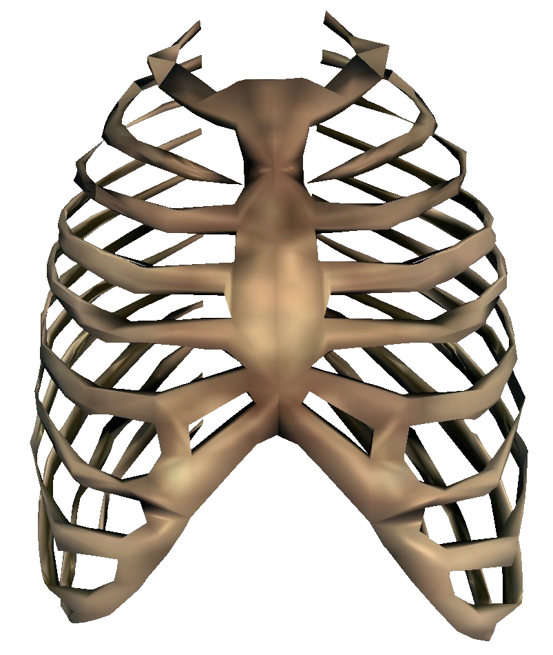 Bones Transparent PNG Image