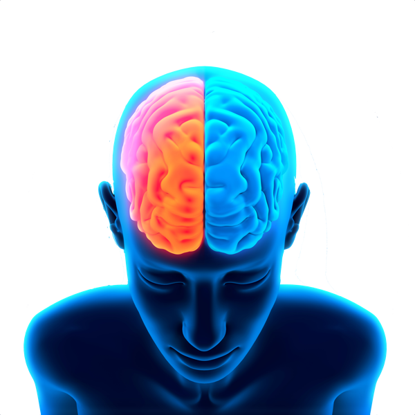 Brain Transparent PNG Image