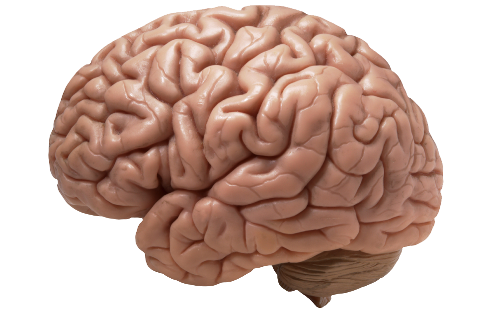 Brain Transparent PNG Image