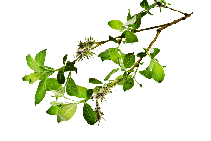 Branch Transparent PNG Image