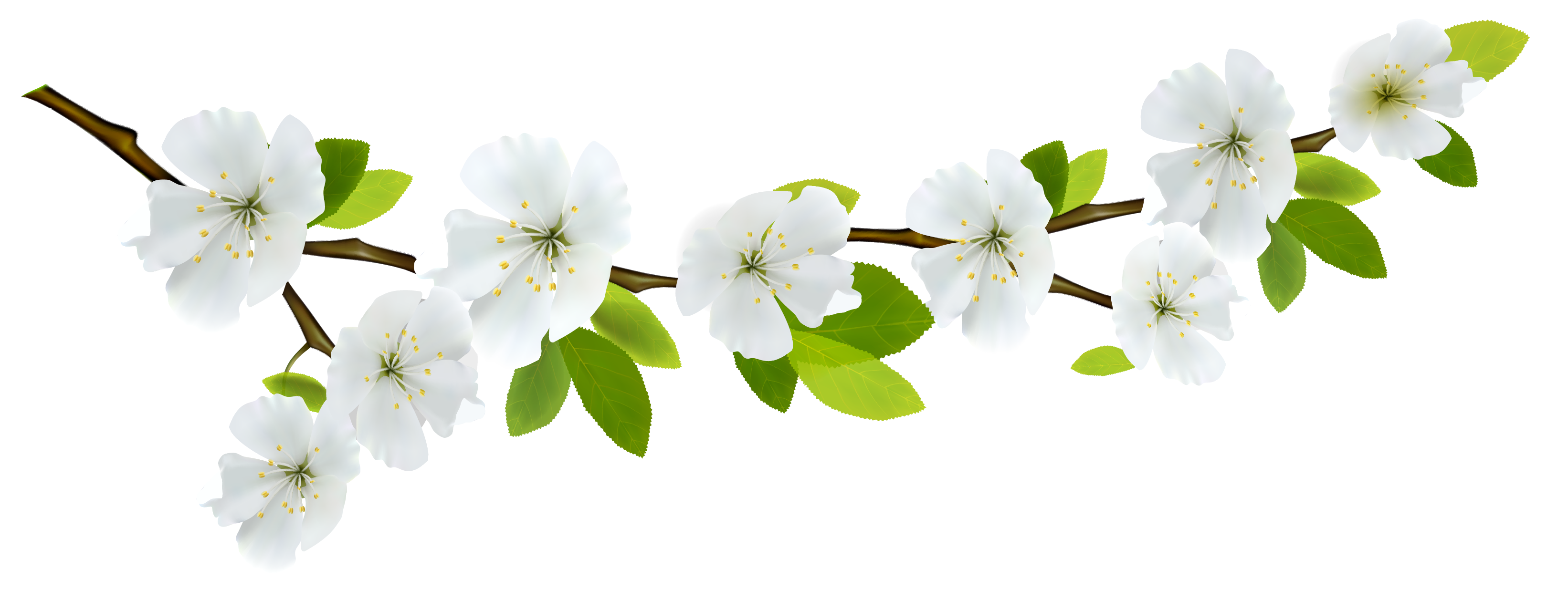 Branch Transparent PNG Image