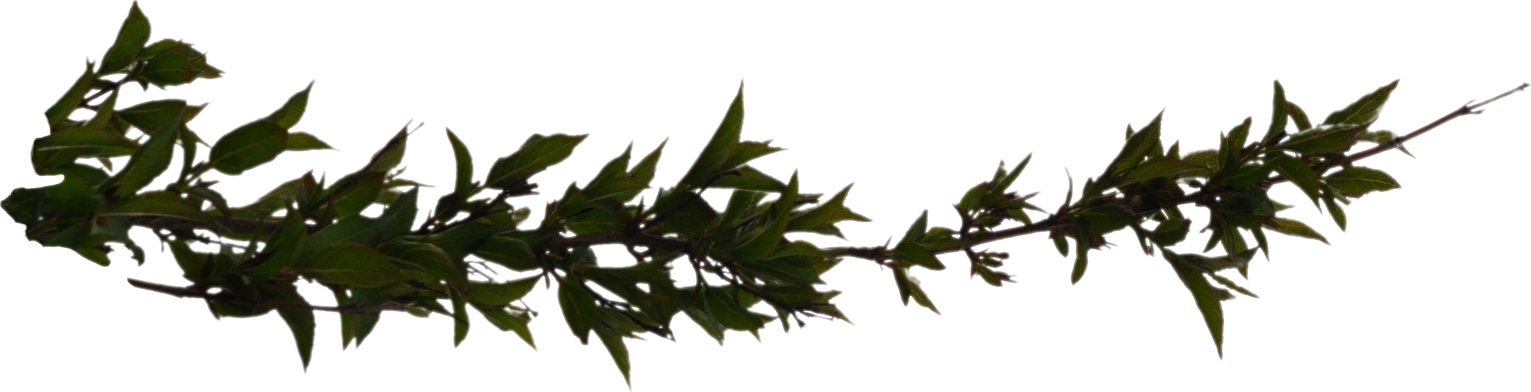 Branch Transparent PNG Image