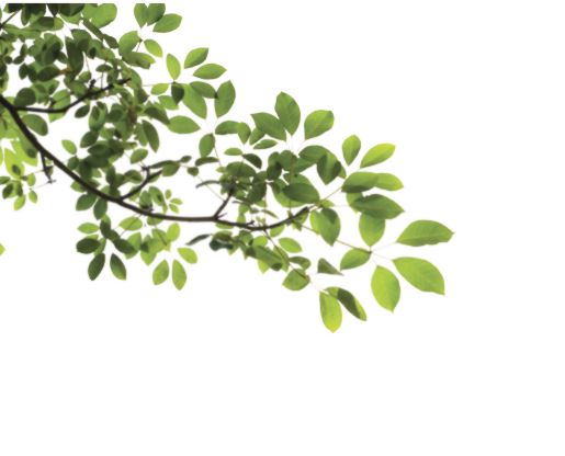 Branch Transparent PNG Image