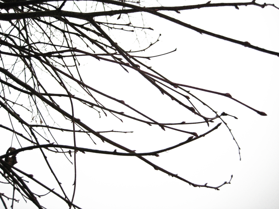Branch Transparent PNG Image