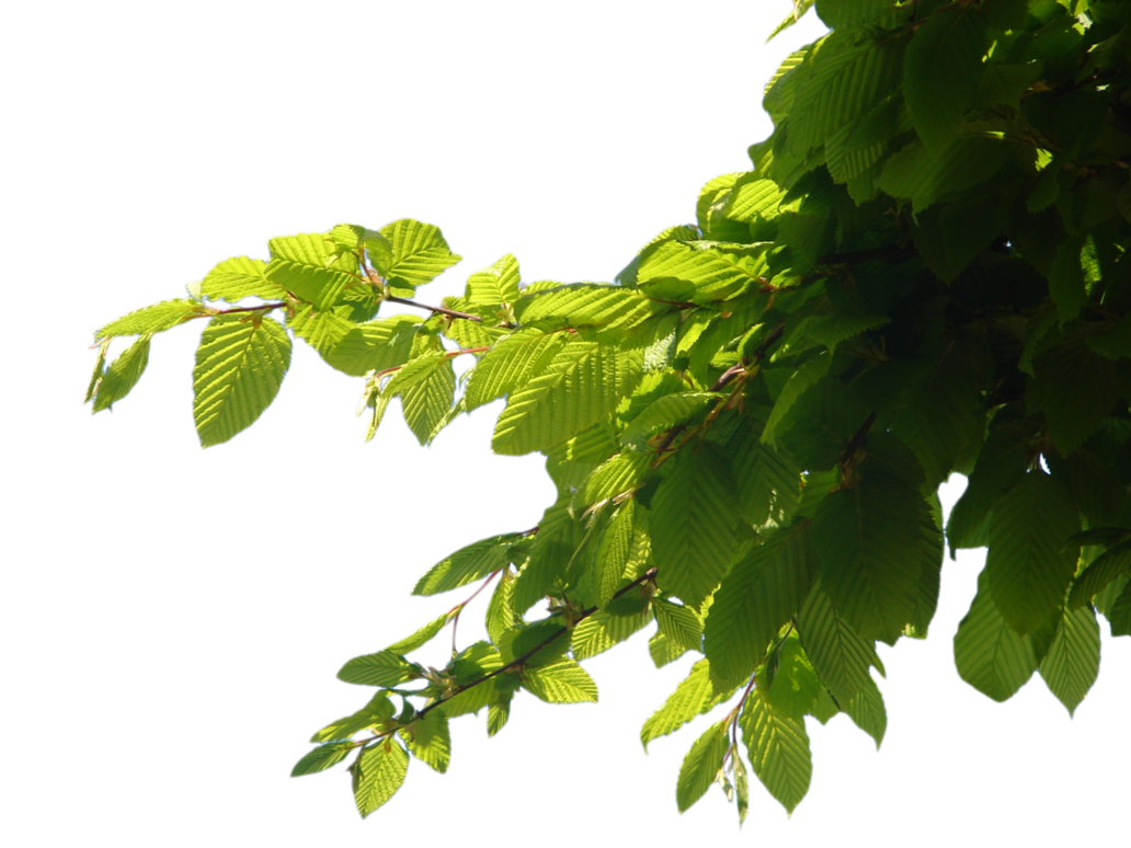 Branch Transparent PNG Image