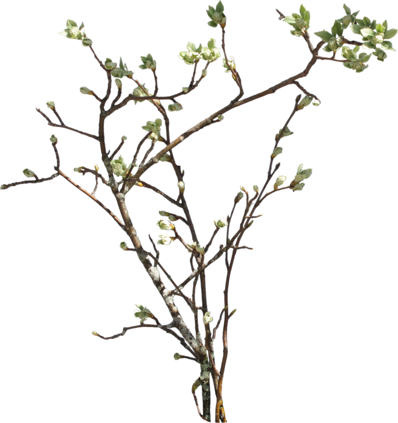 Branch Transparent PNG Image