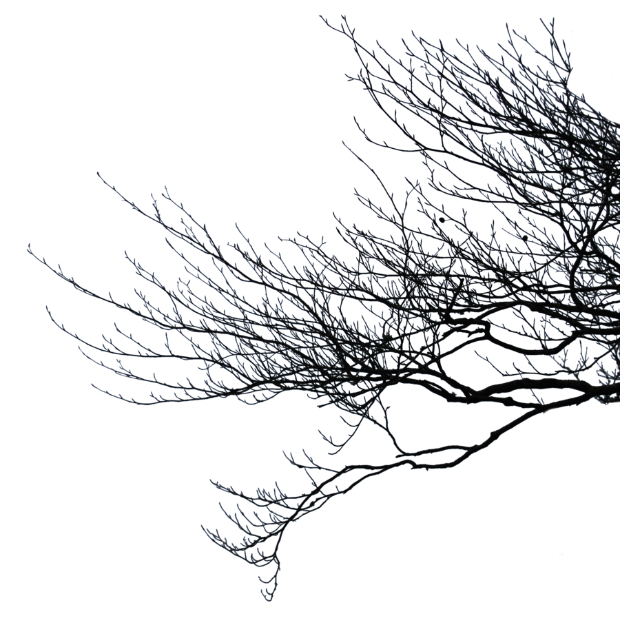 Branch Transparent PNG Image
