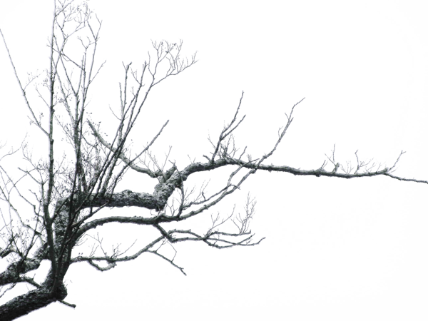 Branch Transparent PNG Image