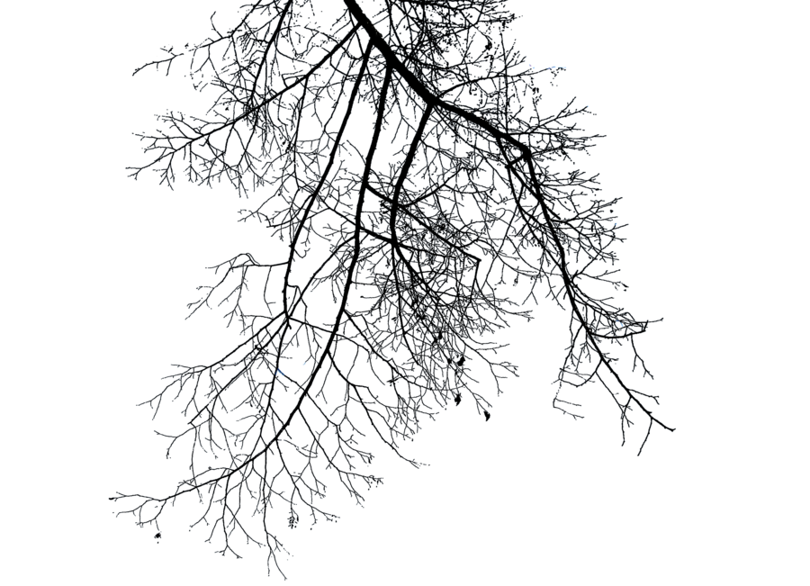 Branch File Transparent PNG Image