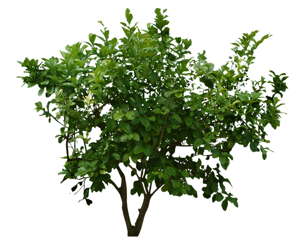 Leaf Plant Tree Shrub Transparent PNG Image