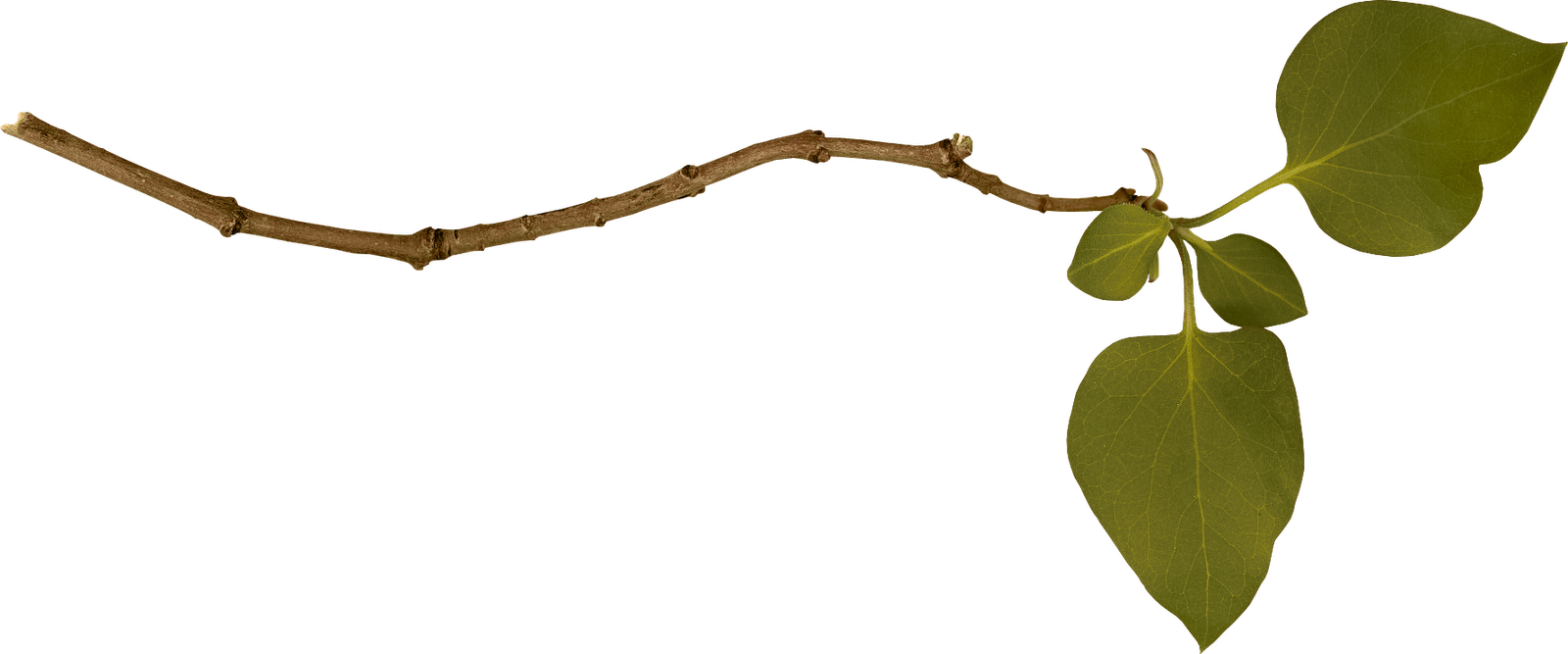 Branch Transparent PNG Image