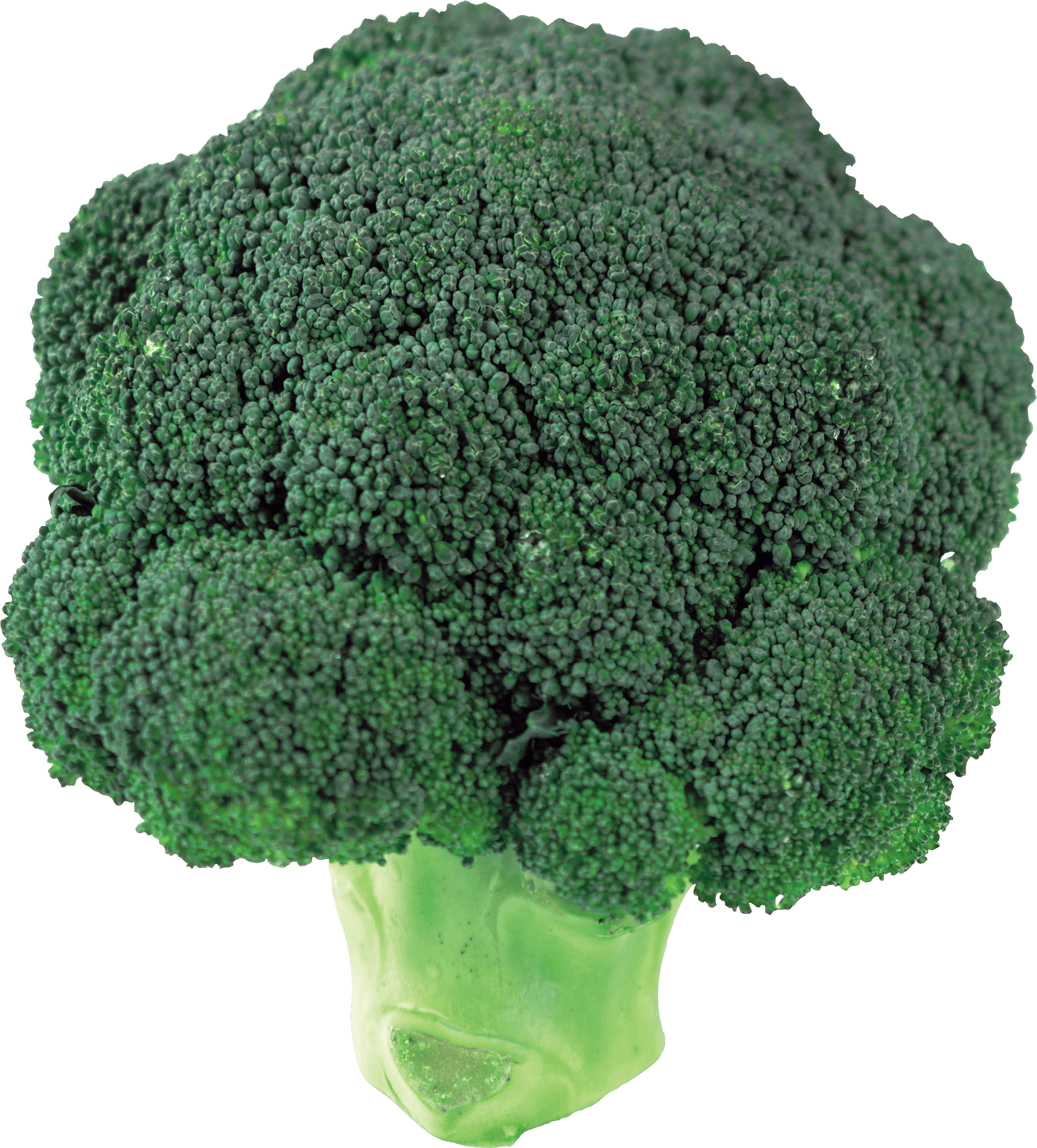 Broccoli Transparent PNG Image