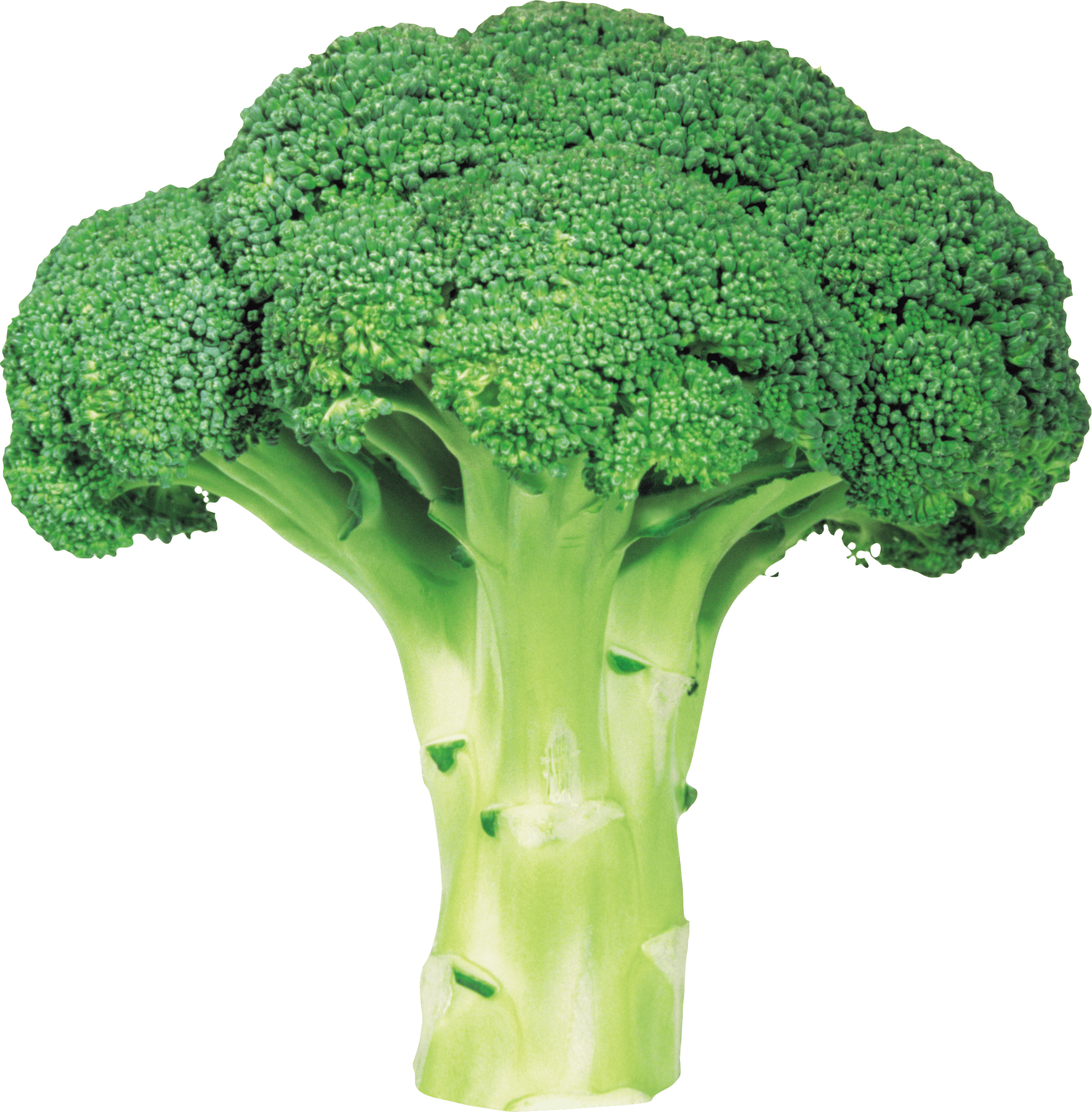 Broccoli With Background Transparent PNG Image