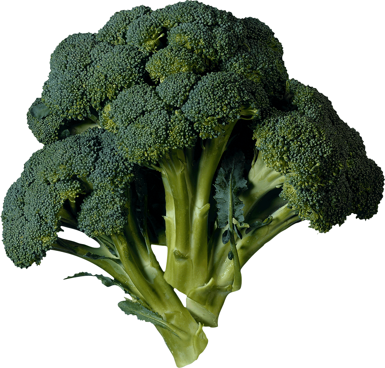 Broccoli Transparent PNG Image
