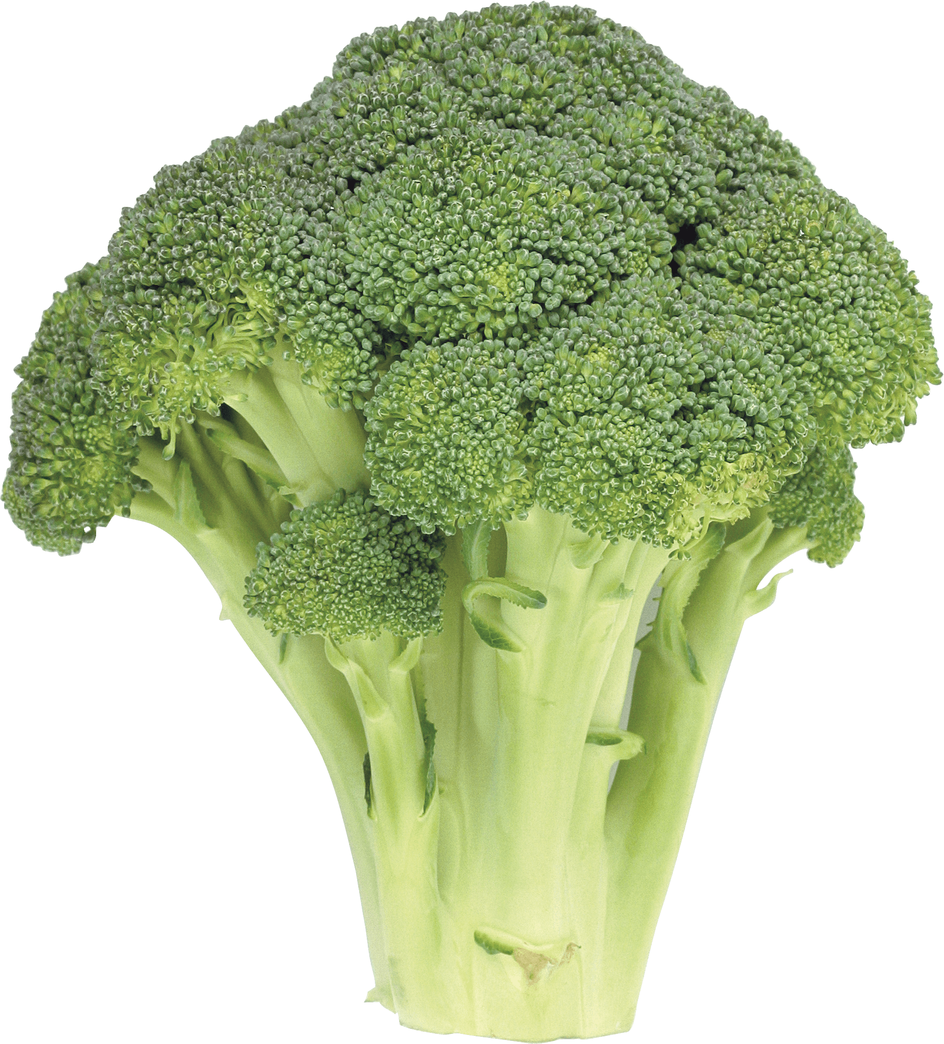 Broccoli Transparent PNG Image