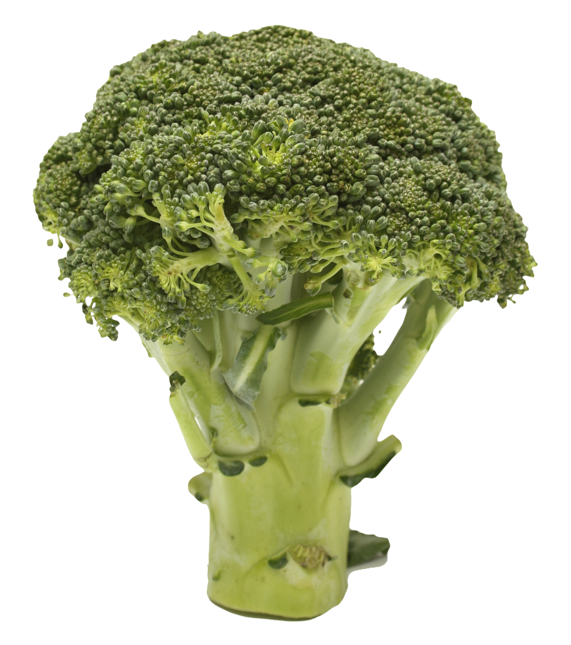 Broccoli Transparent PNG Image