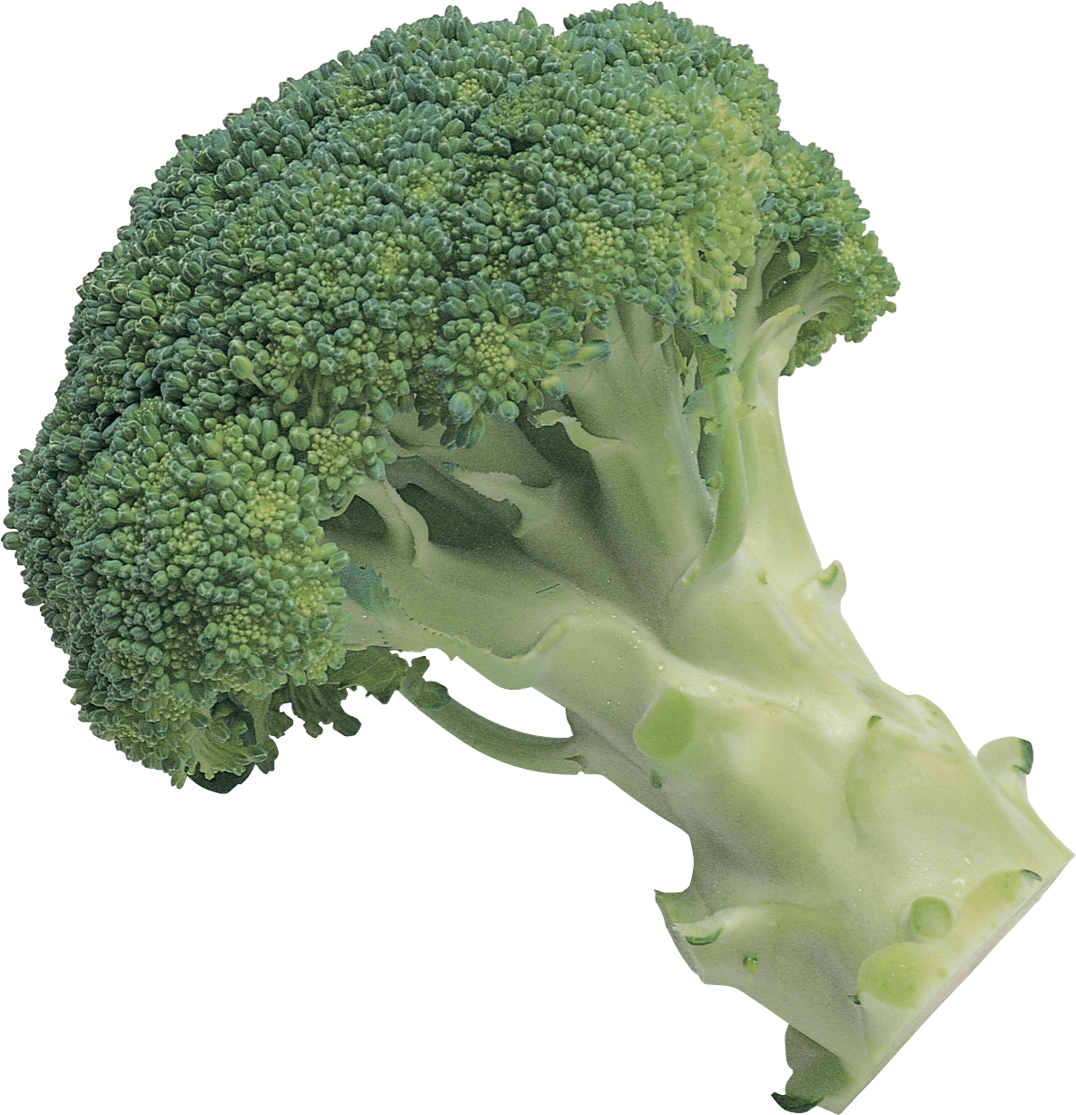 Broccoli Transparent PNG Image