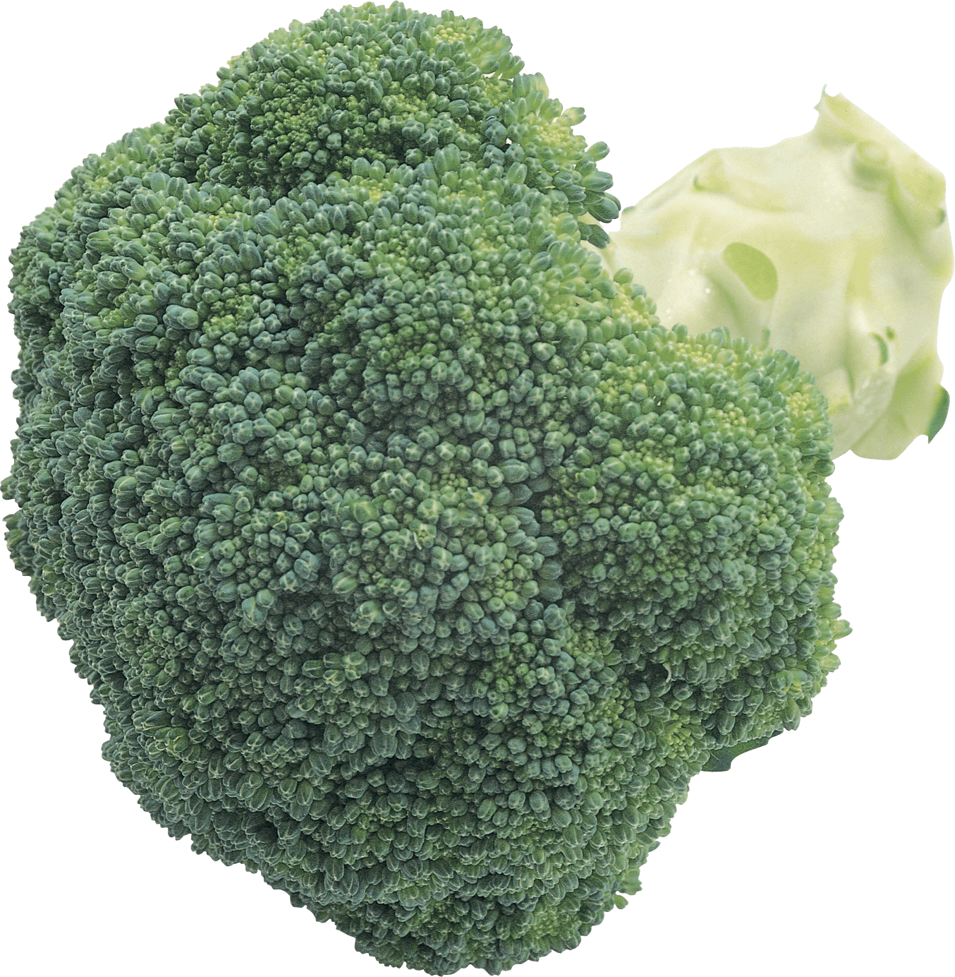 Broccoli Transparent PNG Image