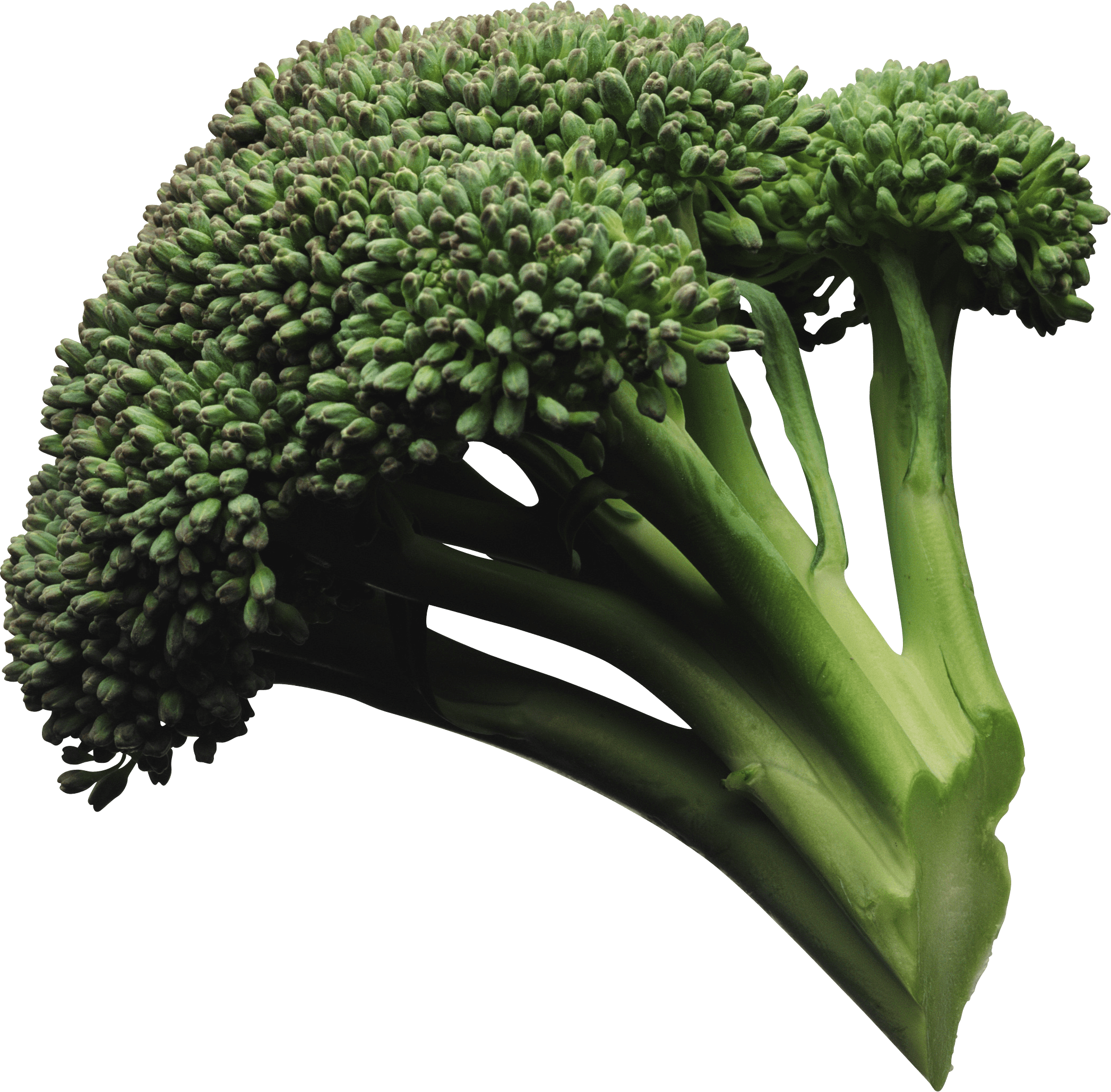 Broccoli Transparent PNG Image