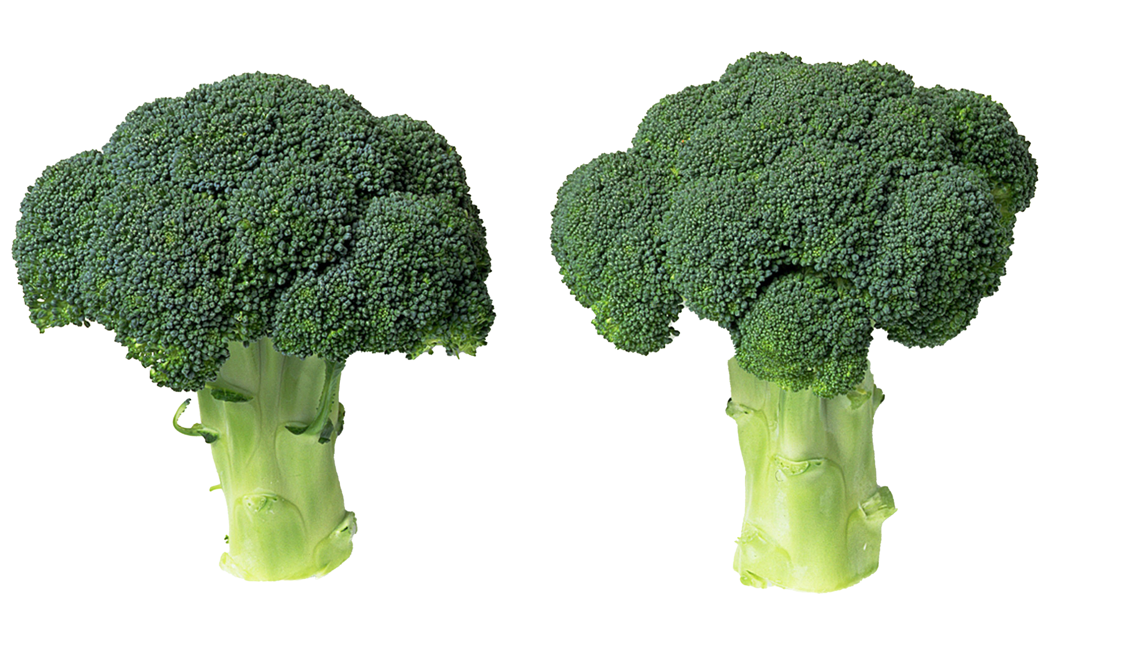 Green Broccoli Transparent PNG Image