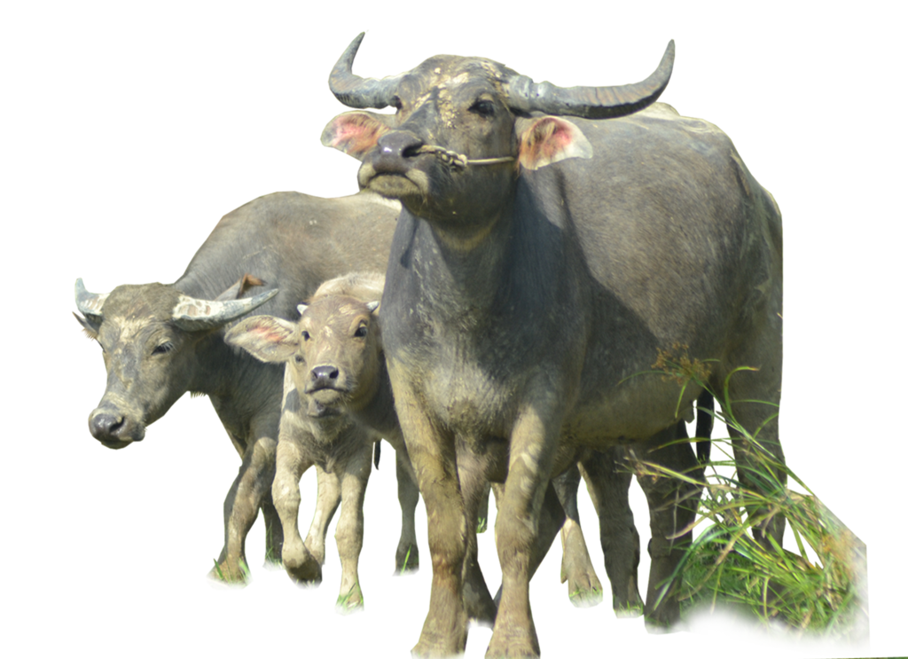 Buffalo Transparent PNG Image