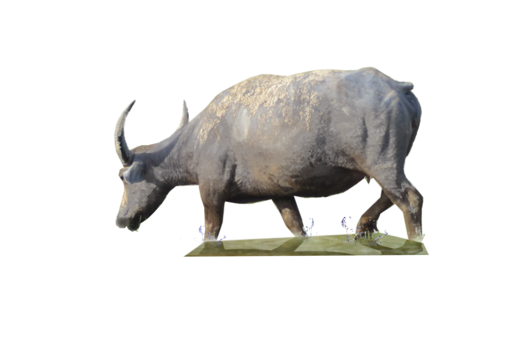 Buffalo Transparent PNG Image