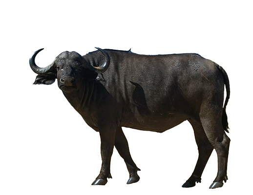 Buffalo Transparent PNG Image