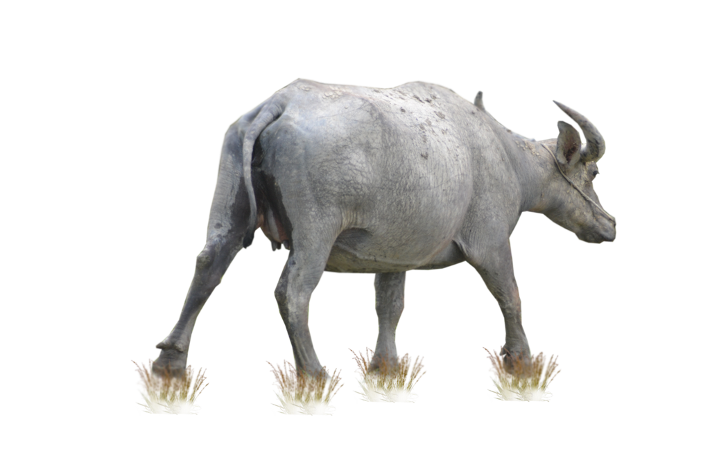 Buffalo Transparent PNG Image