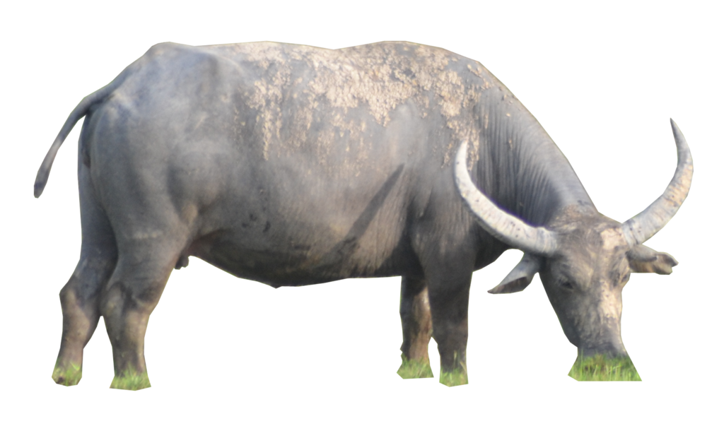 Buffalo Transparent PNG Image
