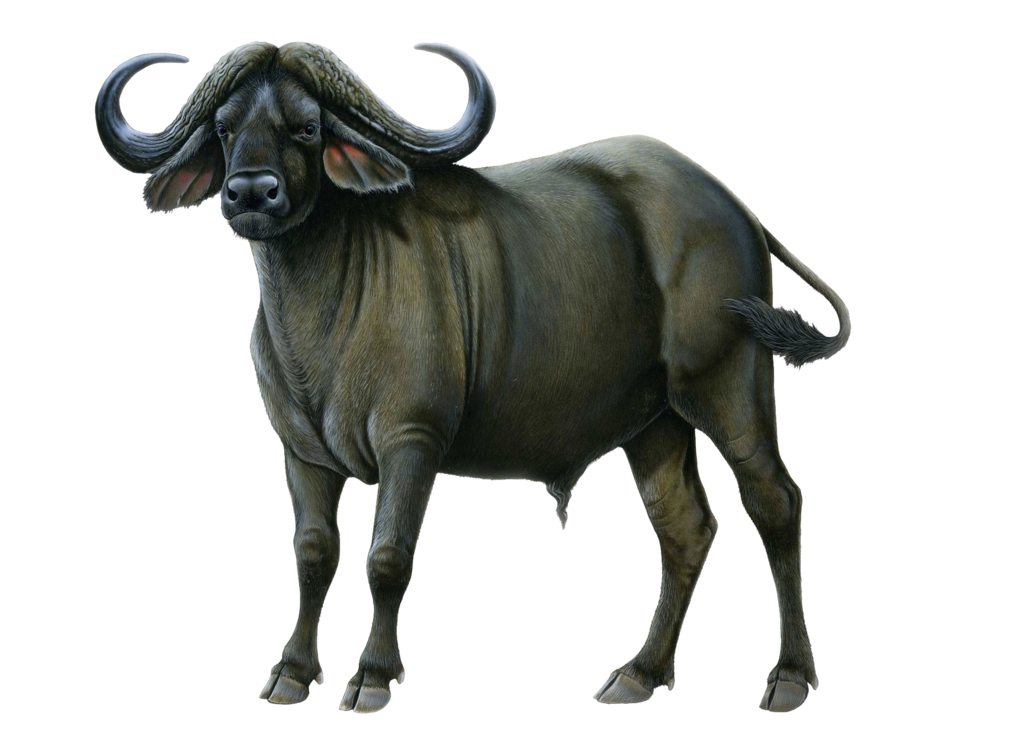 Buffalo Transparent PNG Image
